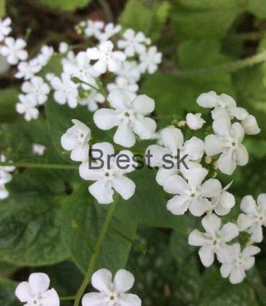 Brunnera macrophylla 'White Zebra'